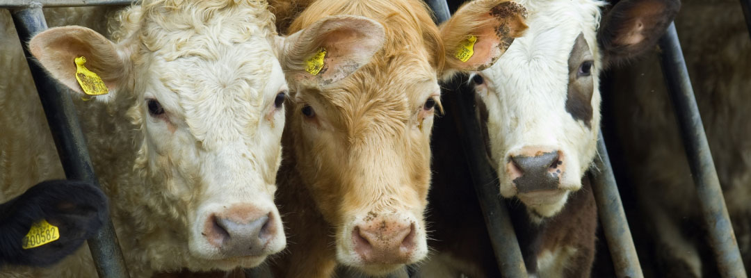 Fewer Cattle on Feed Expected