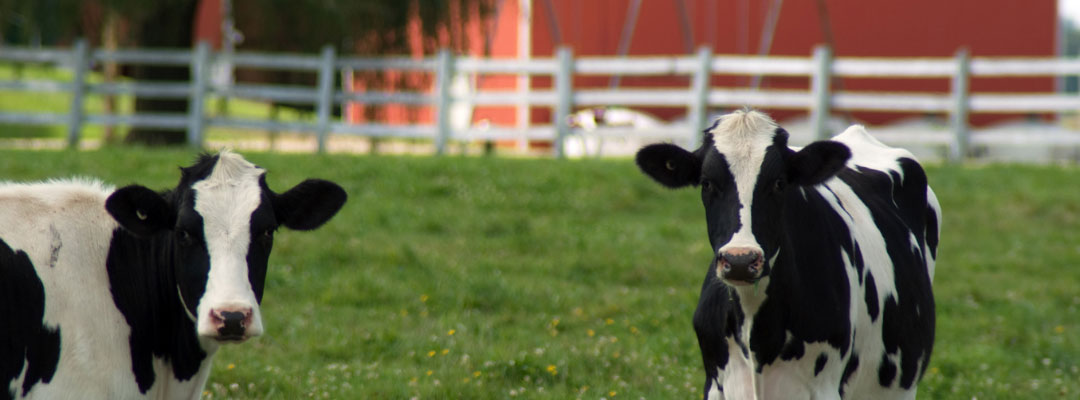 Value of Bred Heifers in 2023