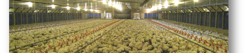 Heating Fuel and Electricity Concerns for Commercial Poultry