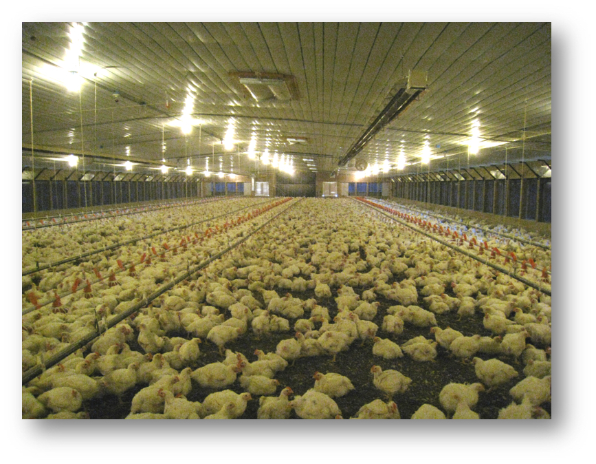 Angola: U.S. Chicken Exports Facing Increasing Competition in this Leading Market 
