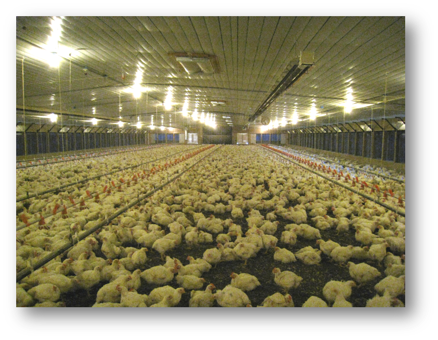 Broiler Revenue Questions – Part 3