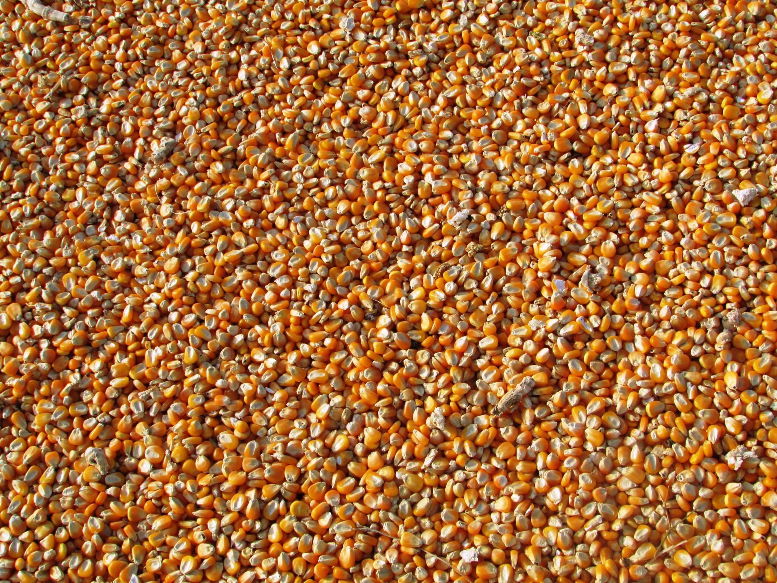 Sensitivity of USDA’s Agricultural Outlook Forum Projections to Changes in Corn Exports