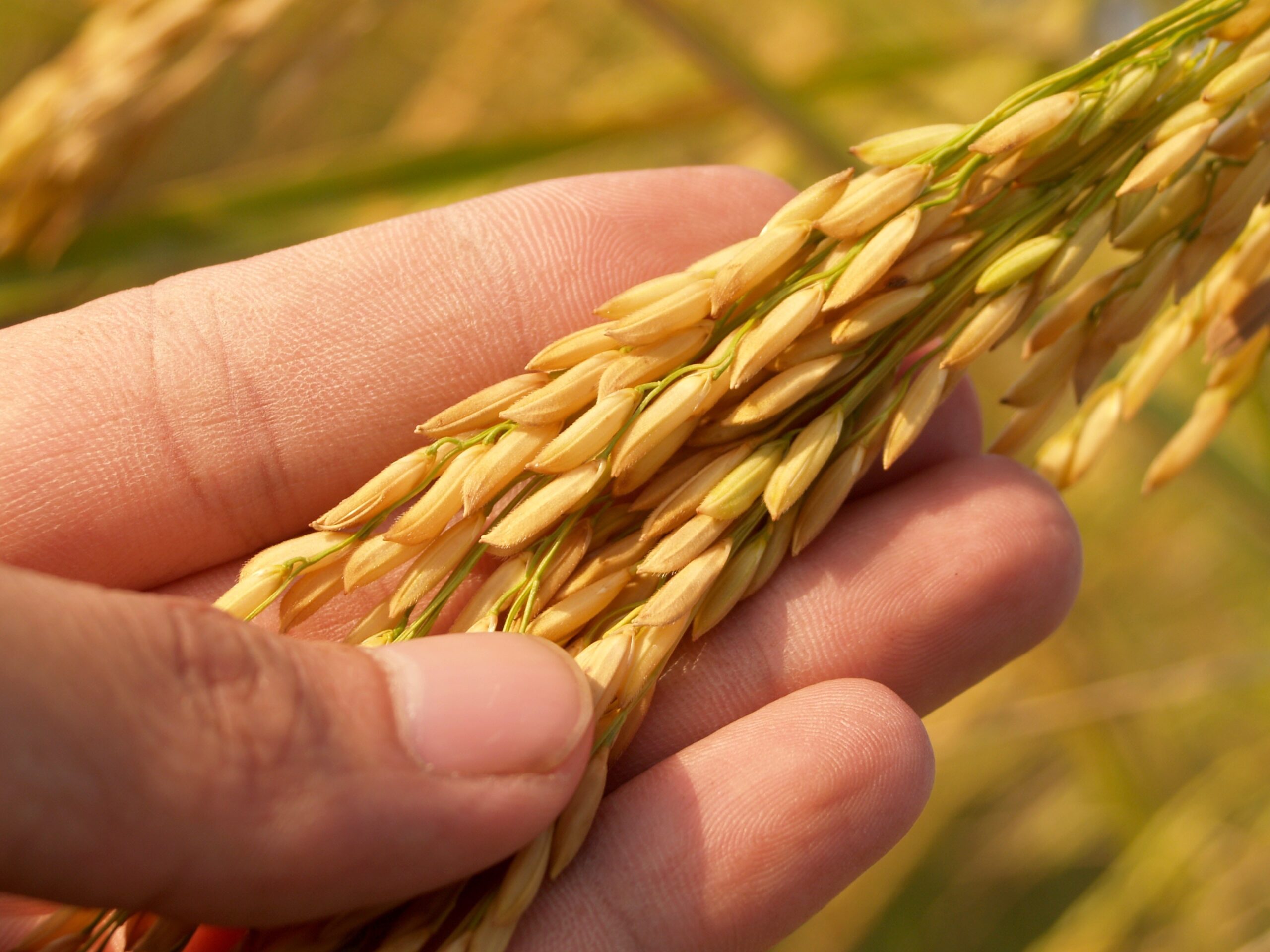 Days Suitable for Planting Rice in Arkansas