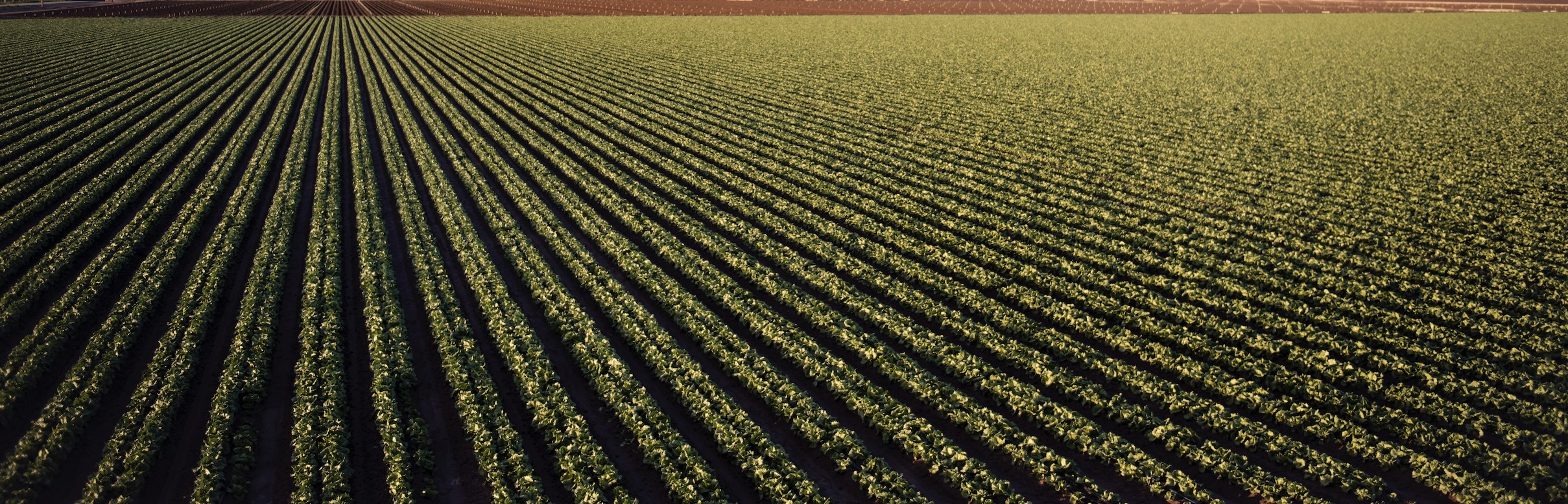 2024 Prospective Plantings for Southern Ag Today States