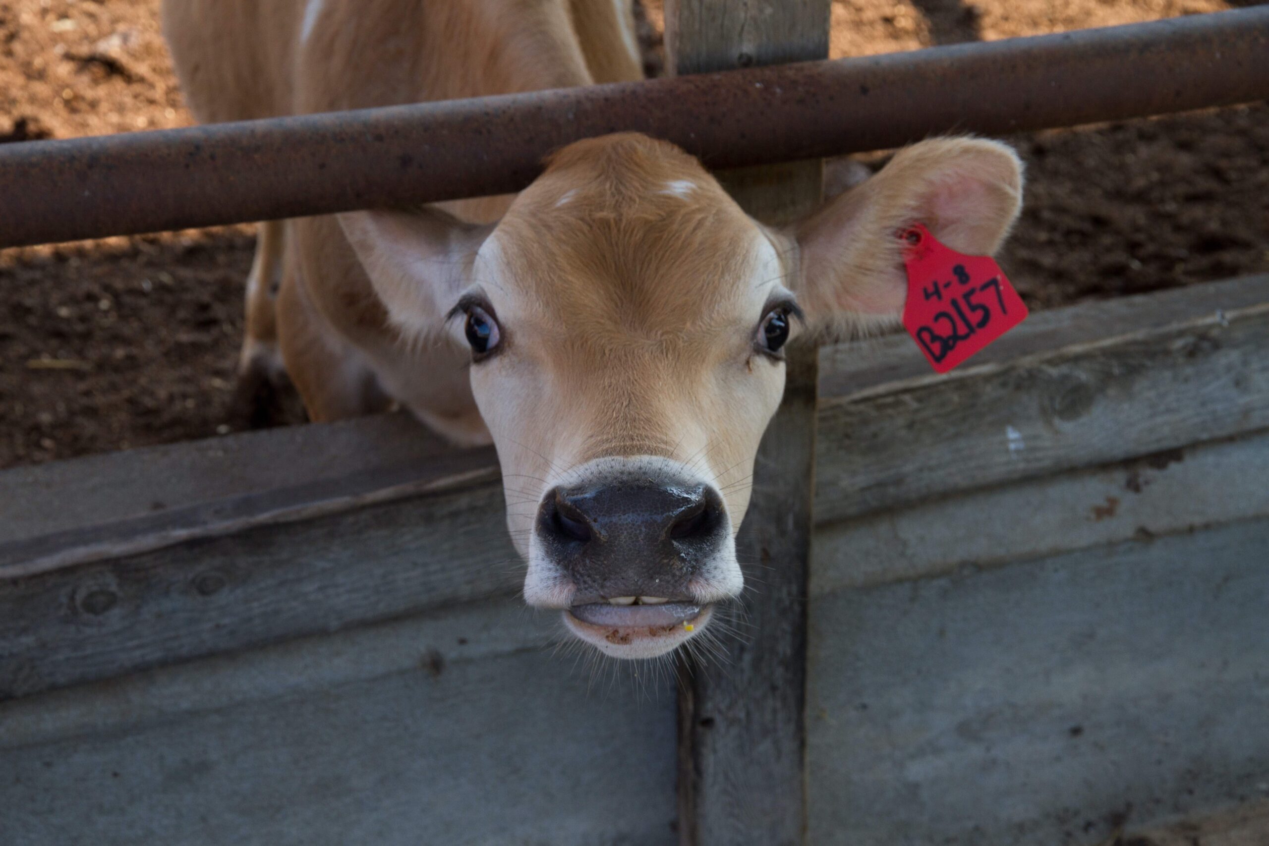 Dairy Cow Slaughter Posts Strong Rebound