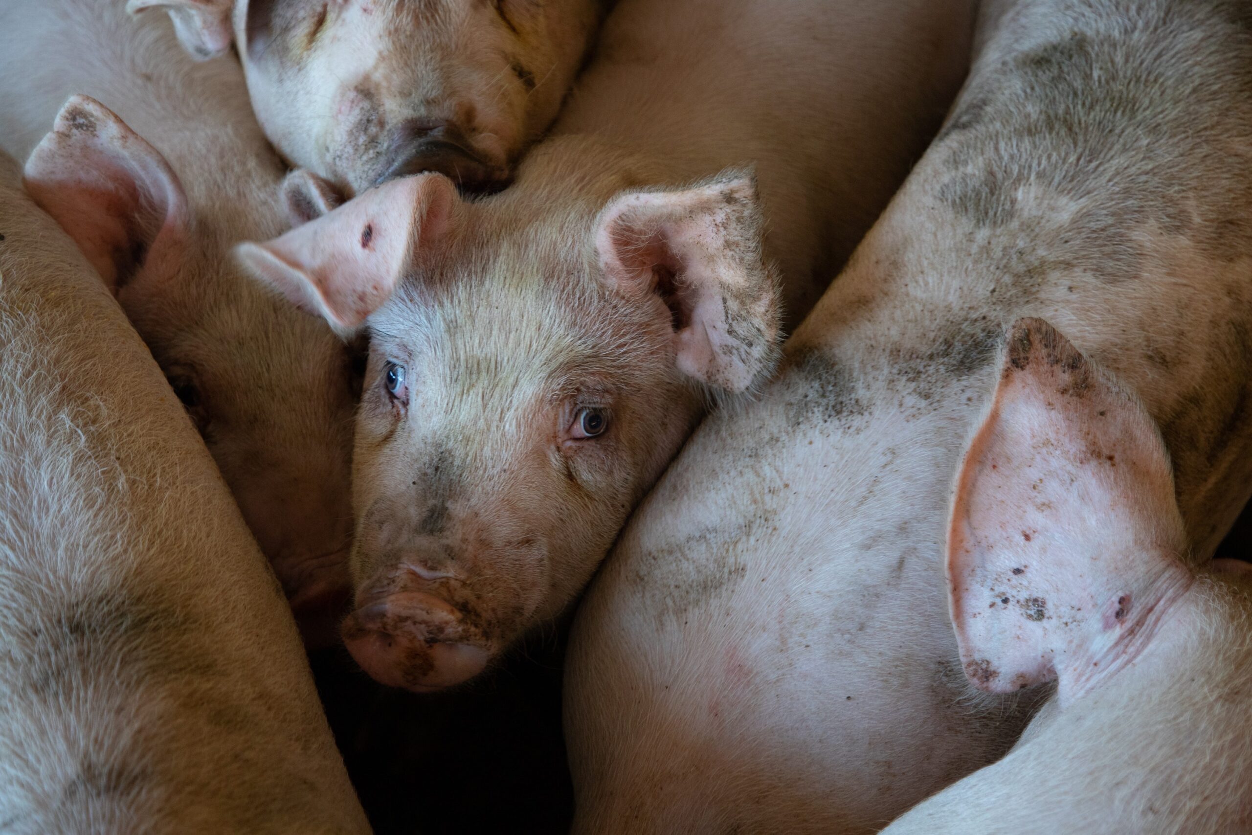 Little Growth in Pork Production Ahead