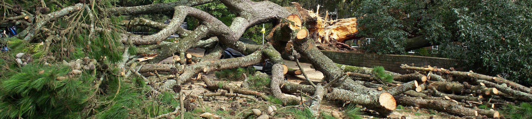 Moon v. Schultz – Damages in Tree Fall Cases