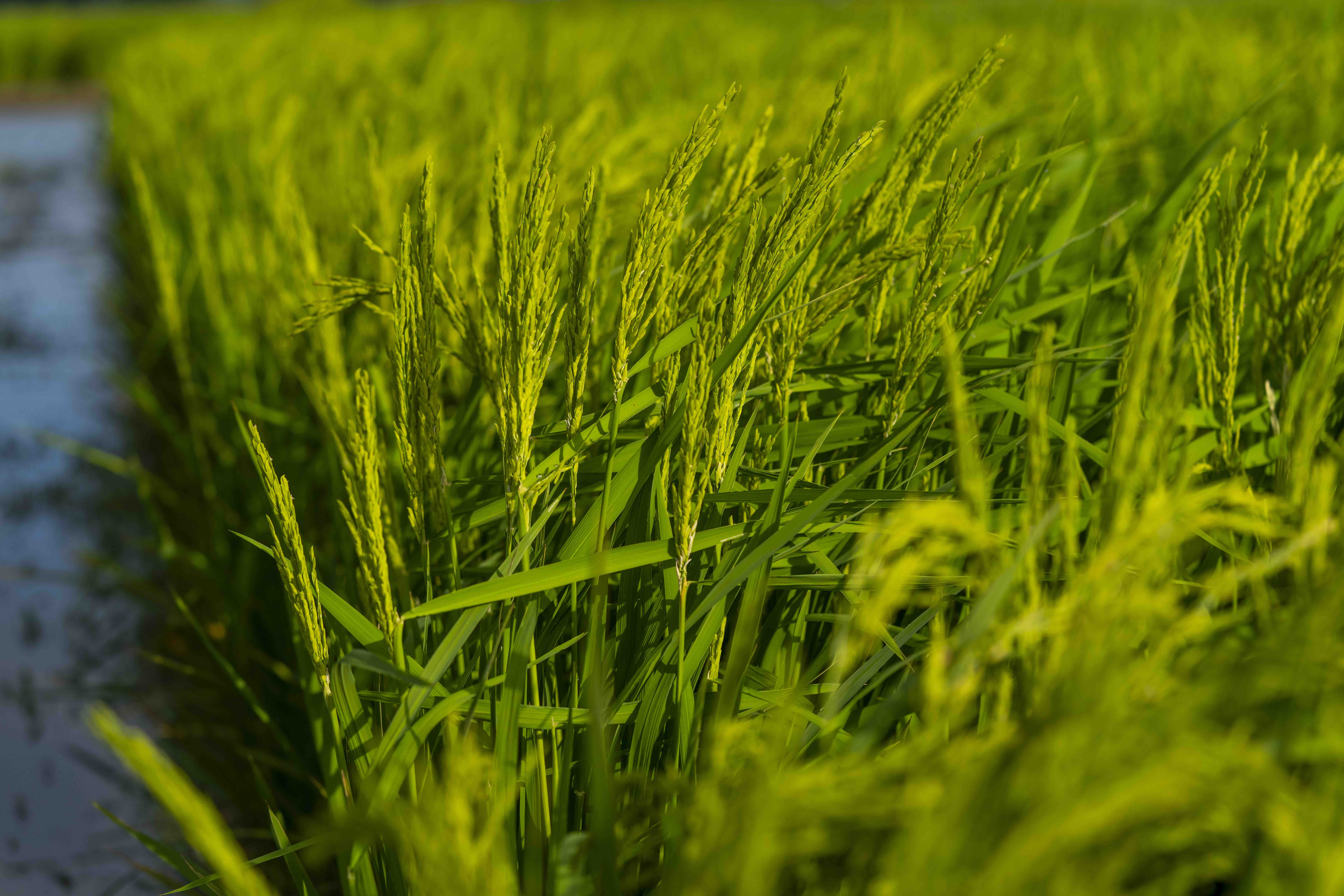 U.S. Rice Production Projected Near a 40-Year Low