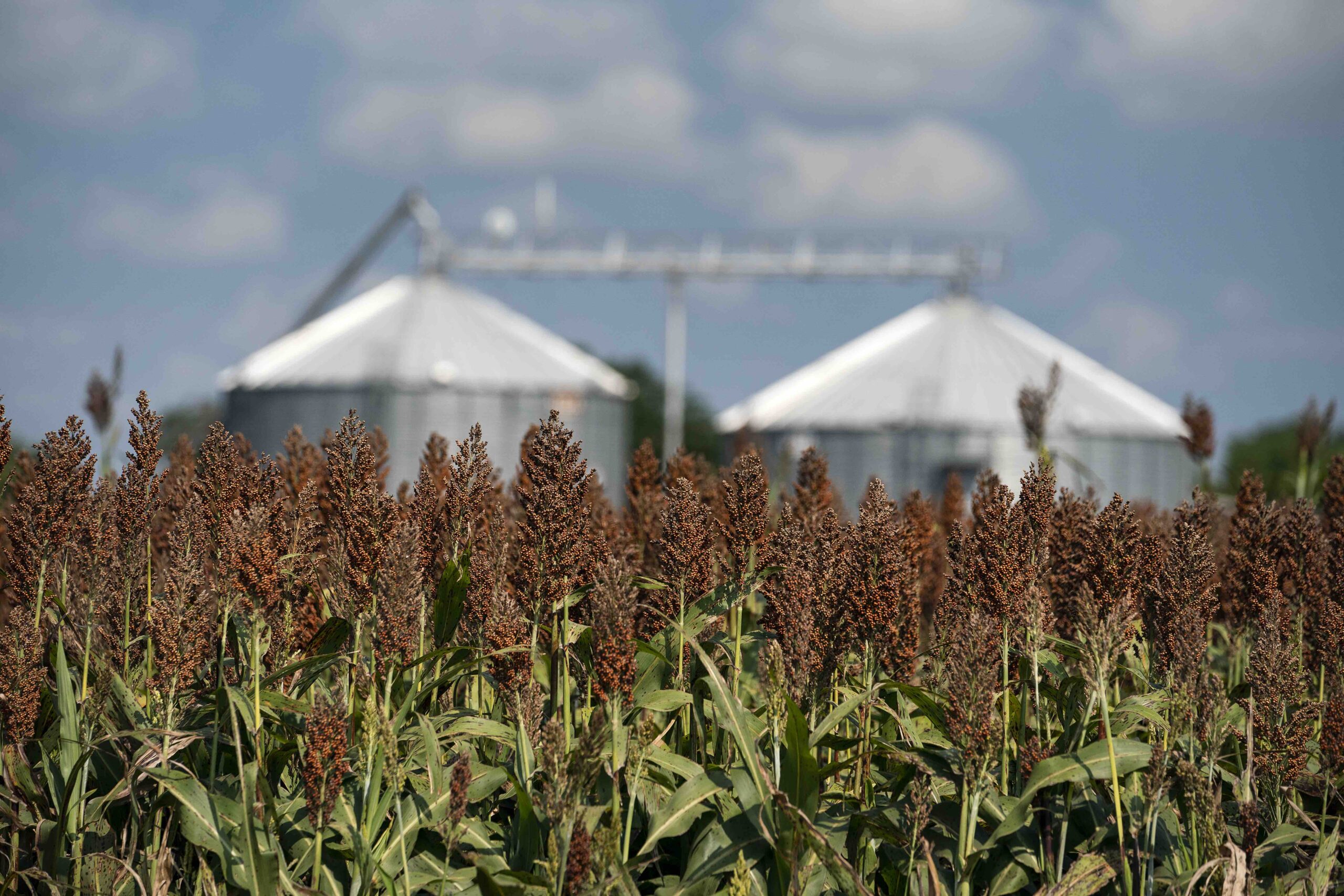 Using Risk Preference to Inform Crop Insurance Decision-Making