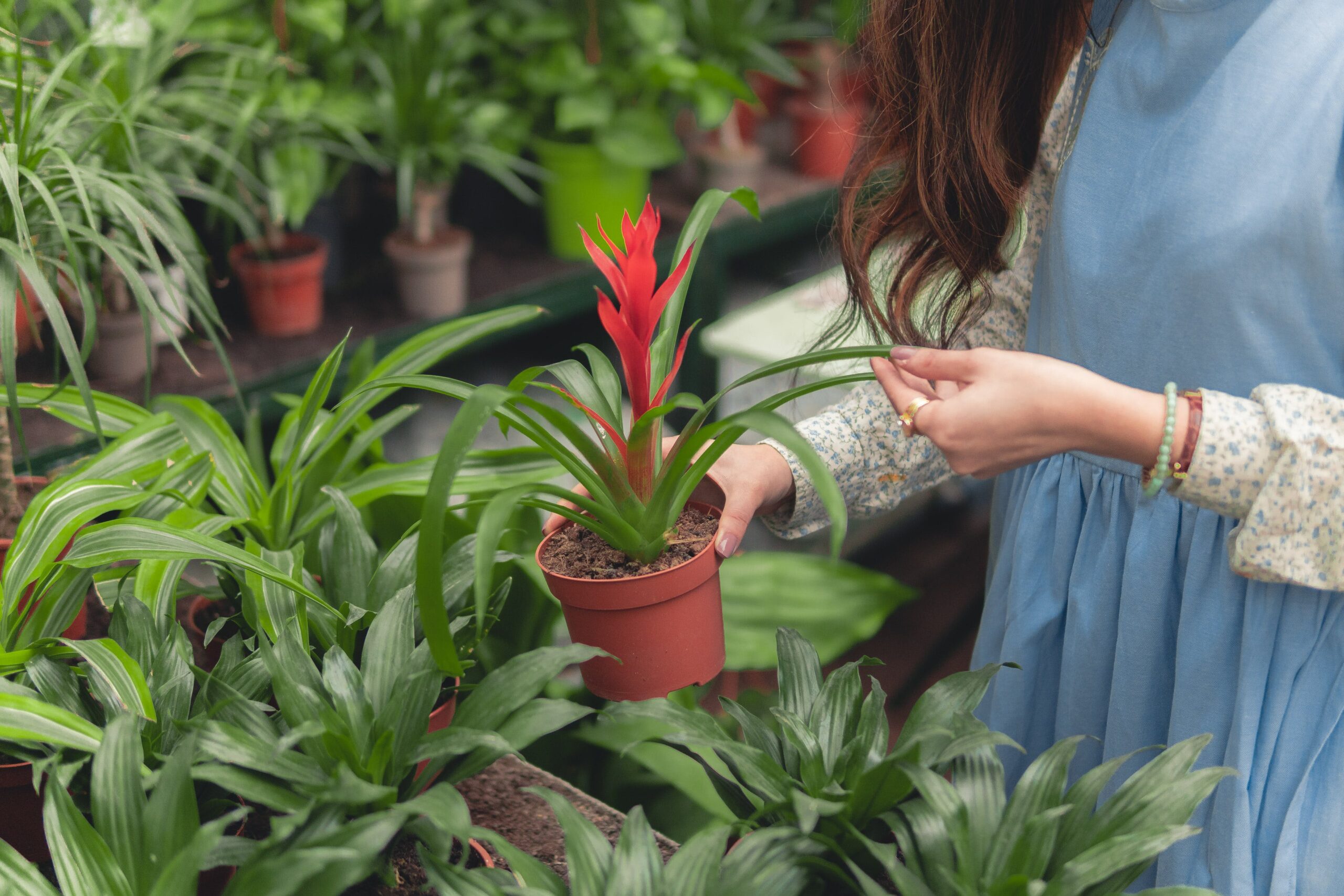 What Is Driving Native Plant Sales?