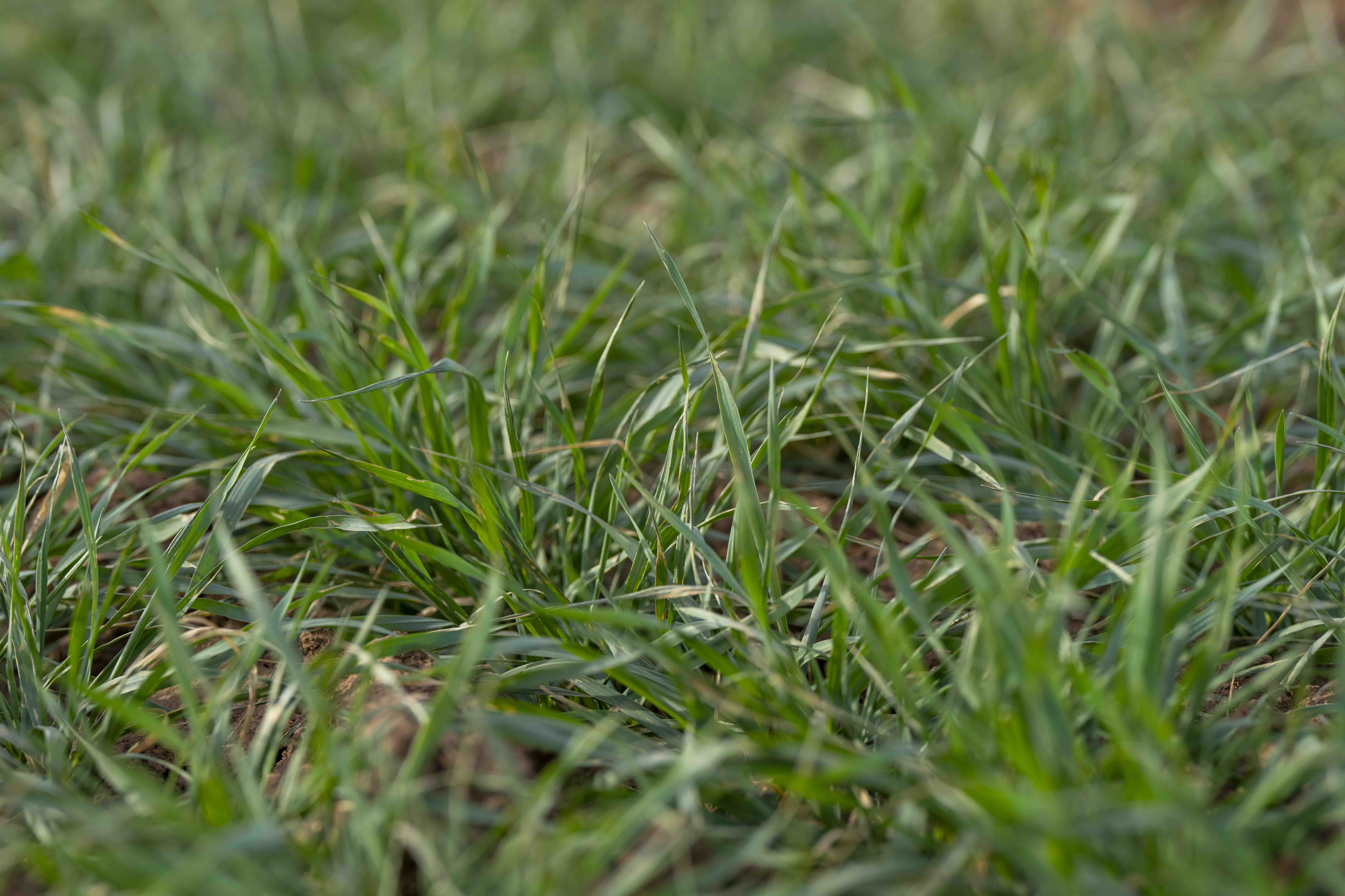2024 Winter Wheat Production Prospects