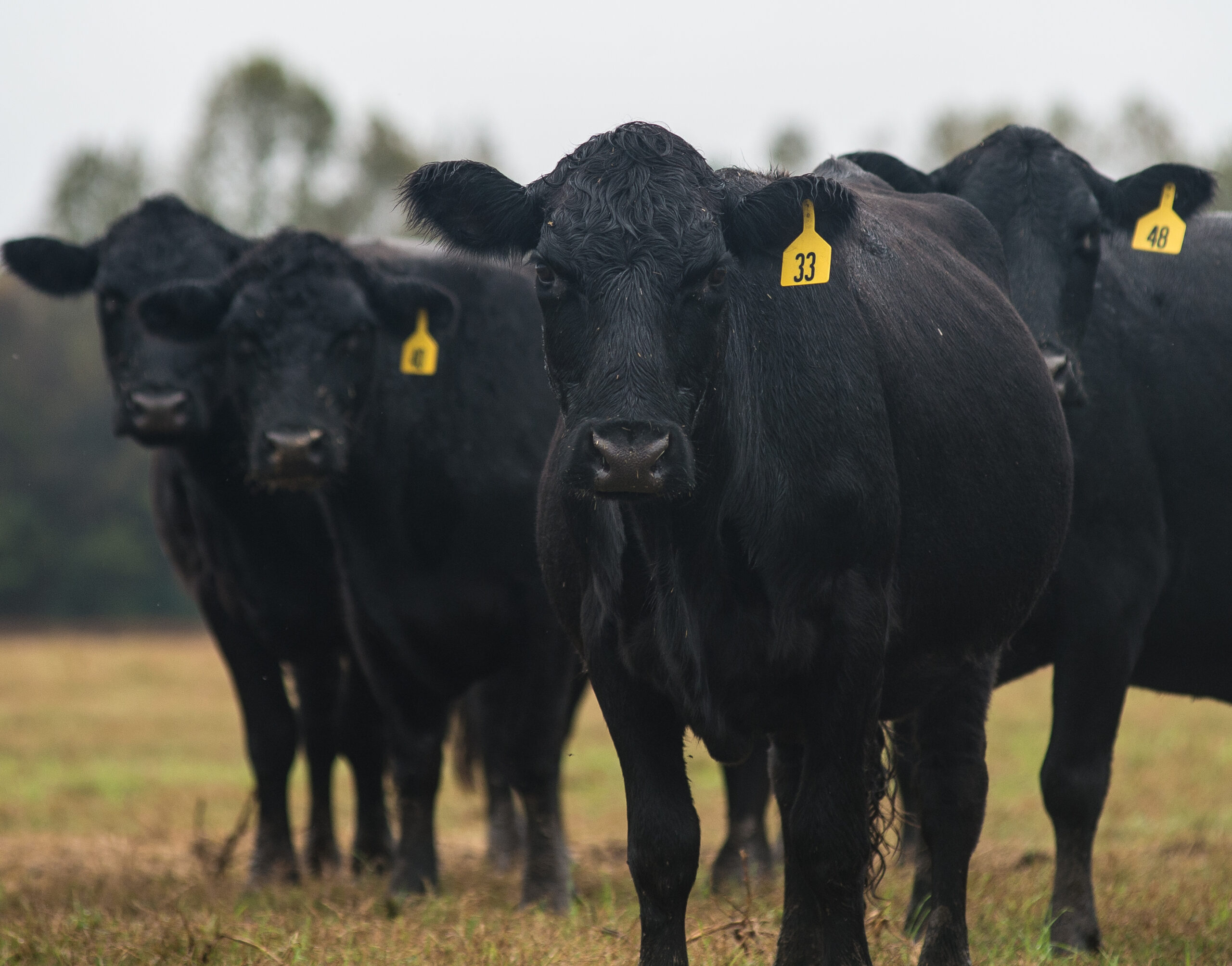 Where did the Cows Go?