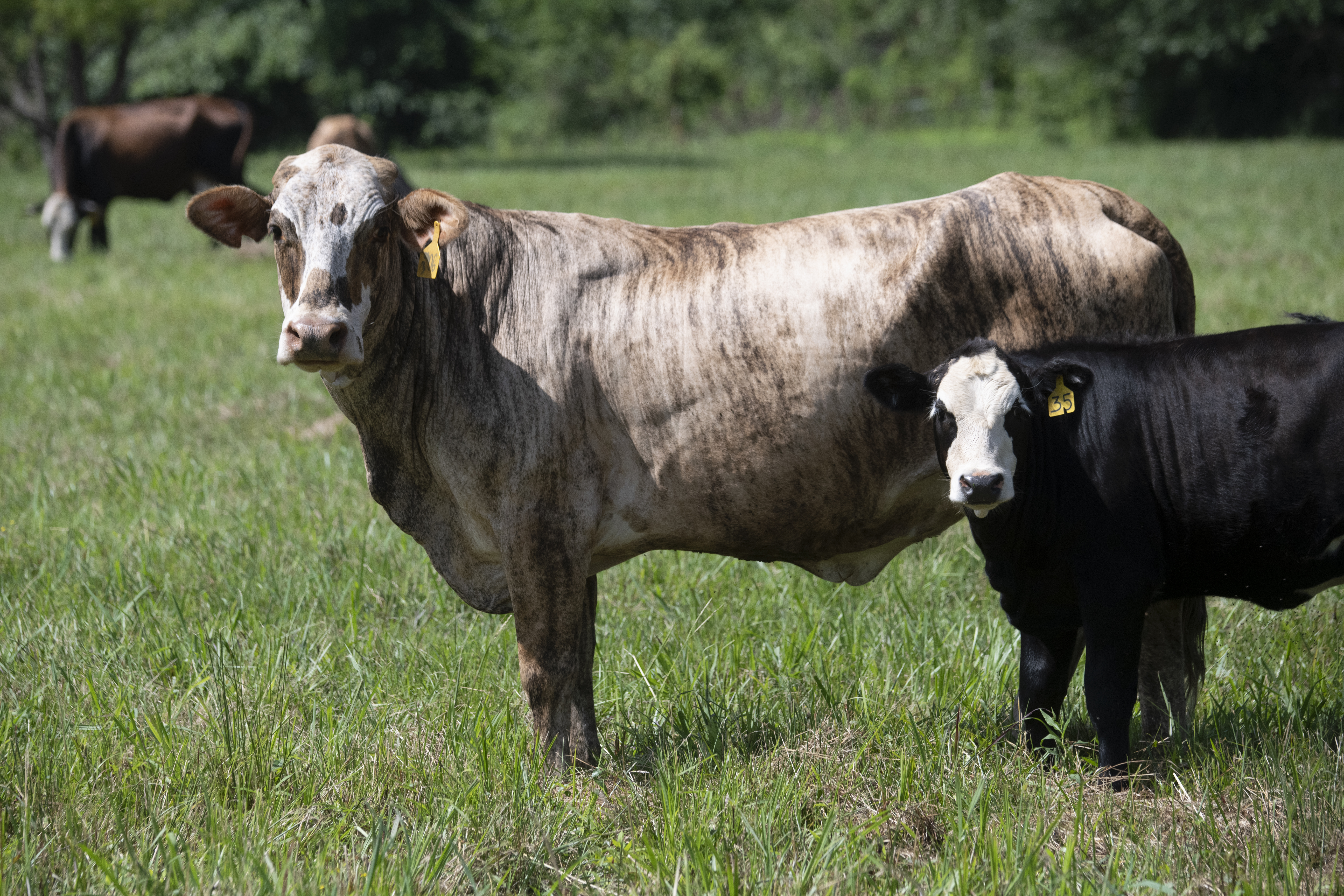 Total Meat Supplies End Year on High Note
