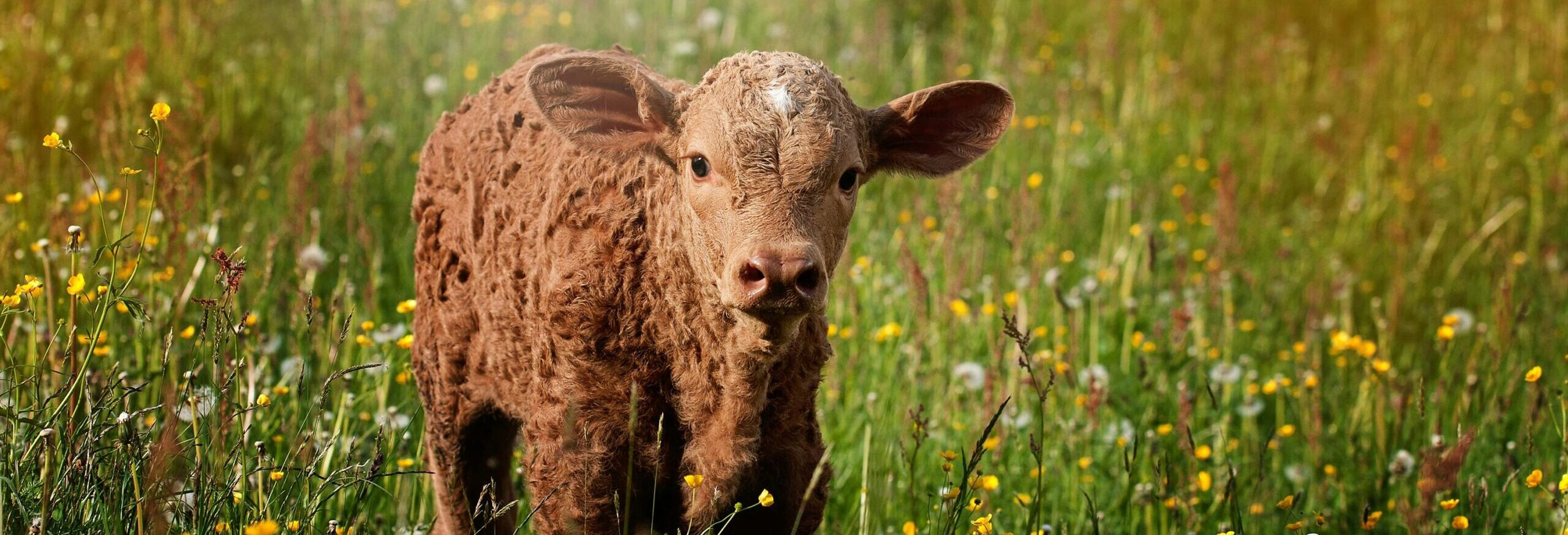 Resilient Calf Prices, Rising Input Costs, & Relentless Drought