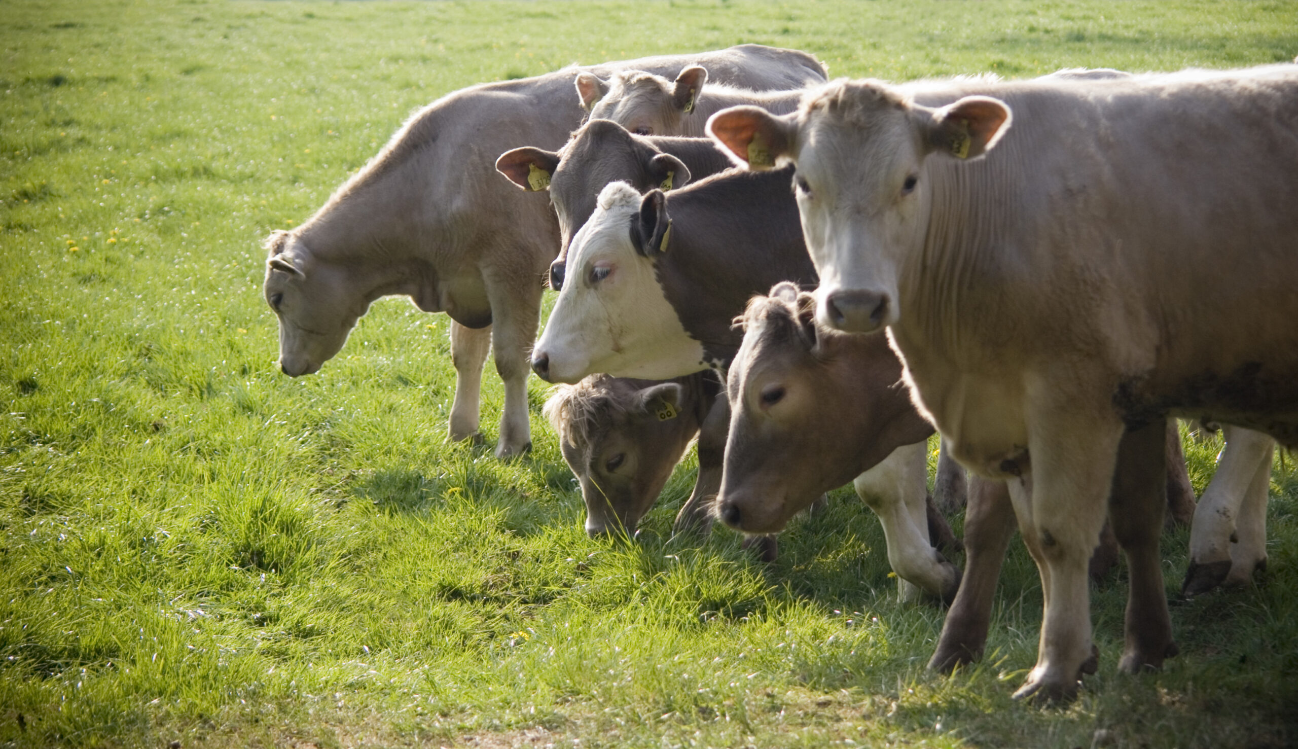 The Cow Herd Shrinks Some More