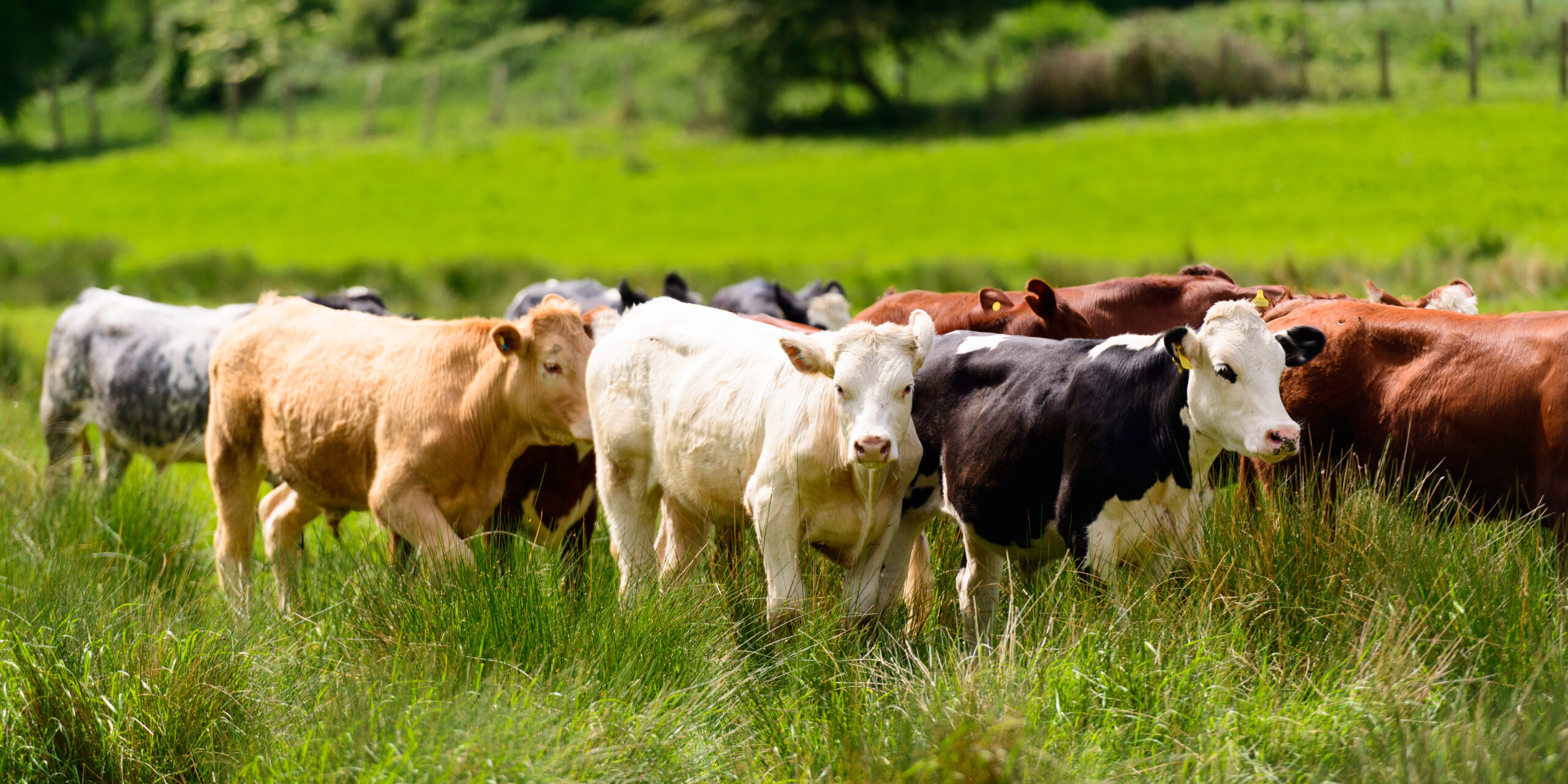 Cull Cow Prices Continue Slow Slide