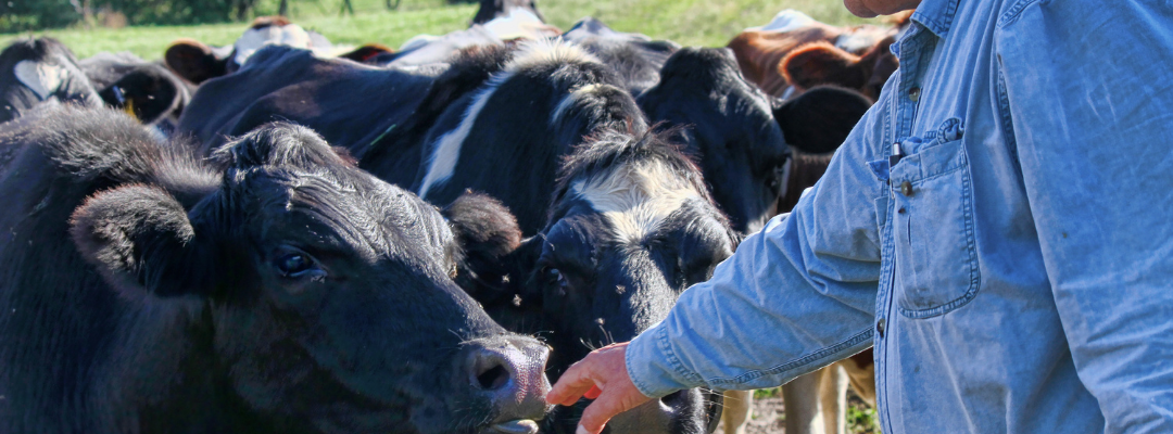 Two Big Cattle Reports This Month
