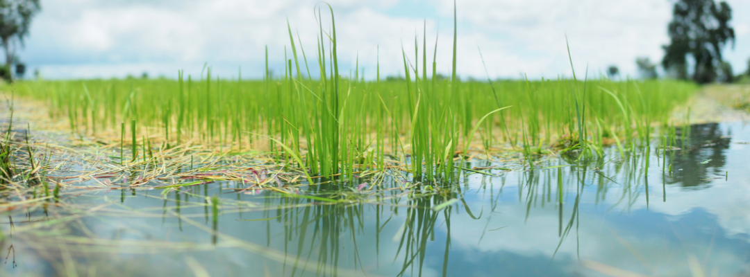 Historic and Current Rice Planting Progress in the Southern United States