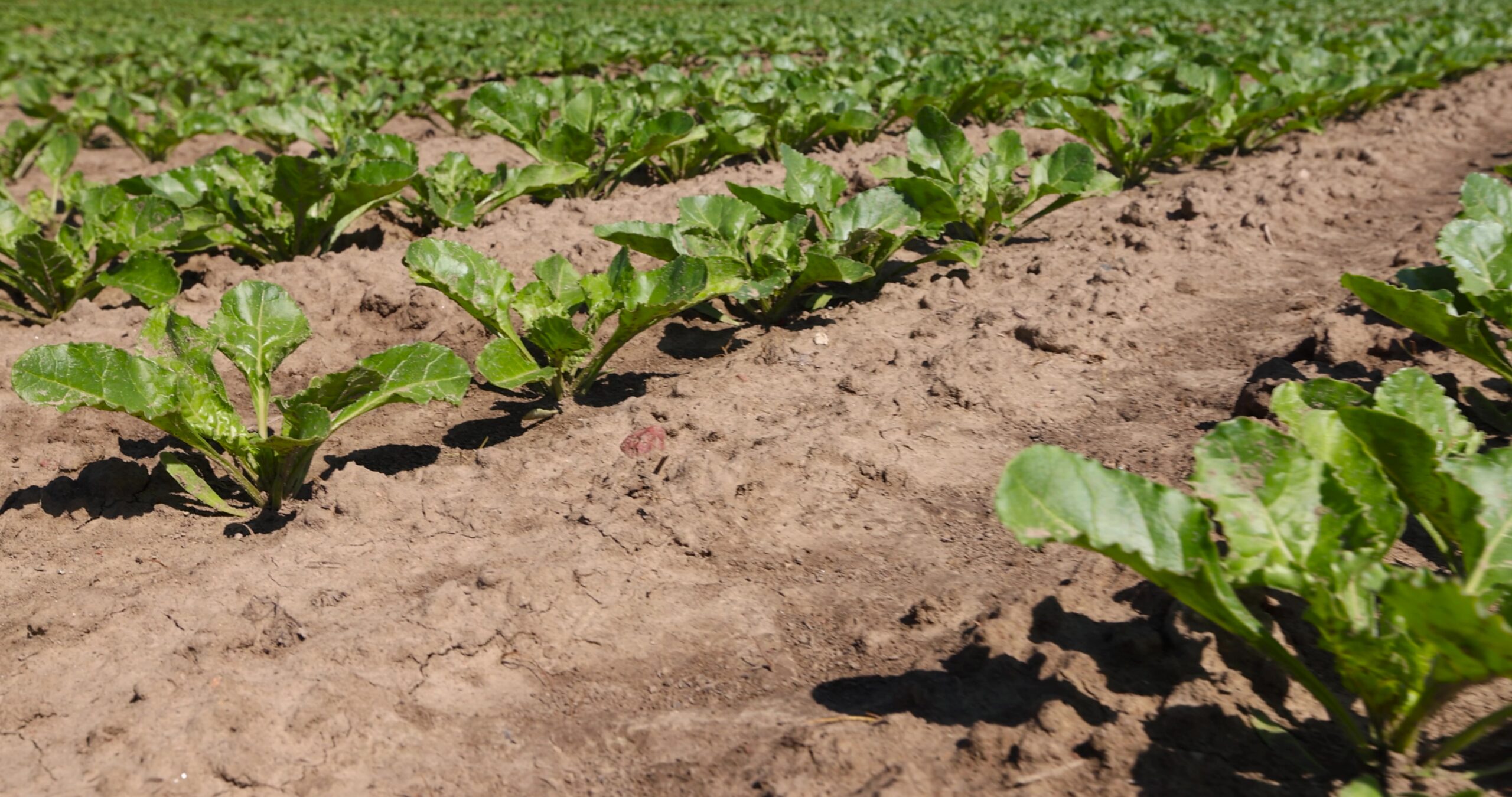Sugarbeet and Sugarcane Production and Farm Trends
