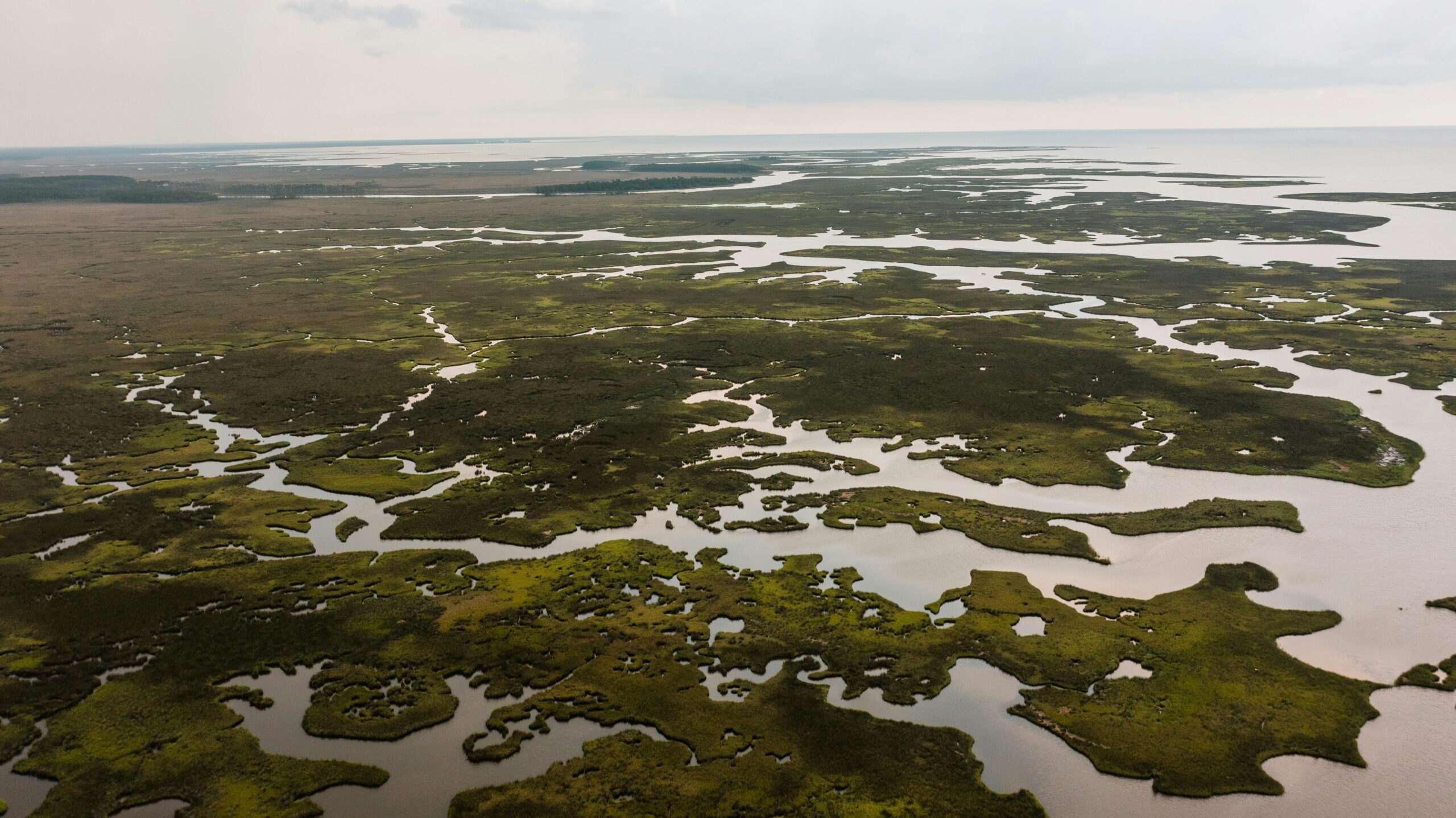 Who’s Buying Farmland? A Look at Mississippi’s Agricultural Land Market