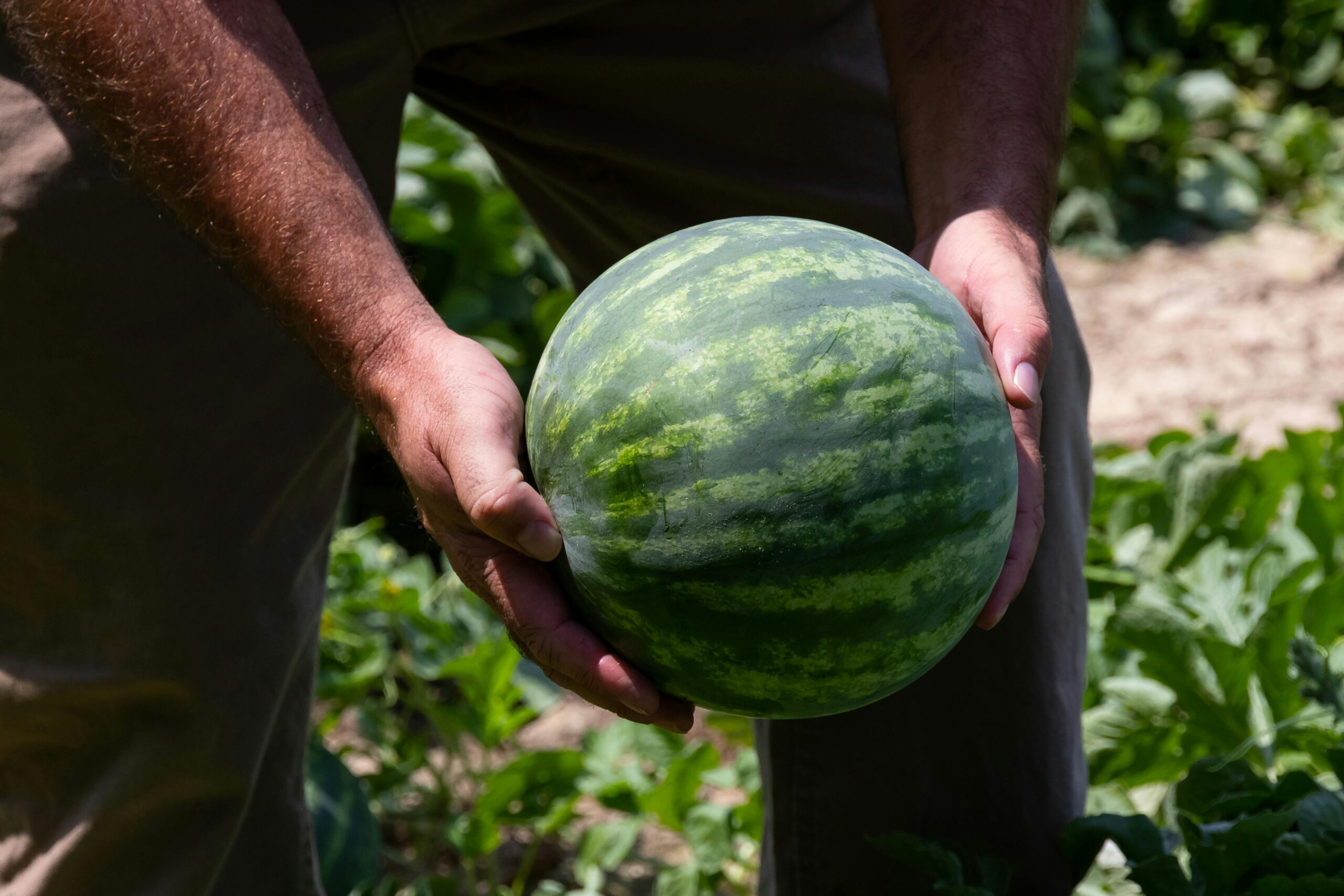 The Labor-Technology Shift for Smaller Southeastern U.S. Specialty Crop Growers: Industry Insights