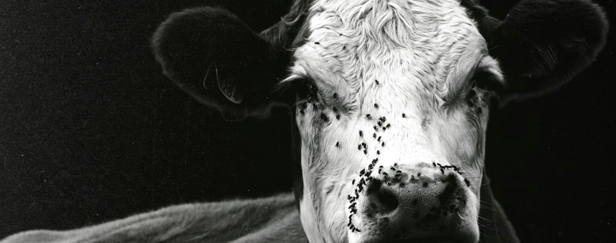 Will Cull Cow Prices Increase This Year?