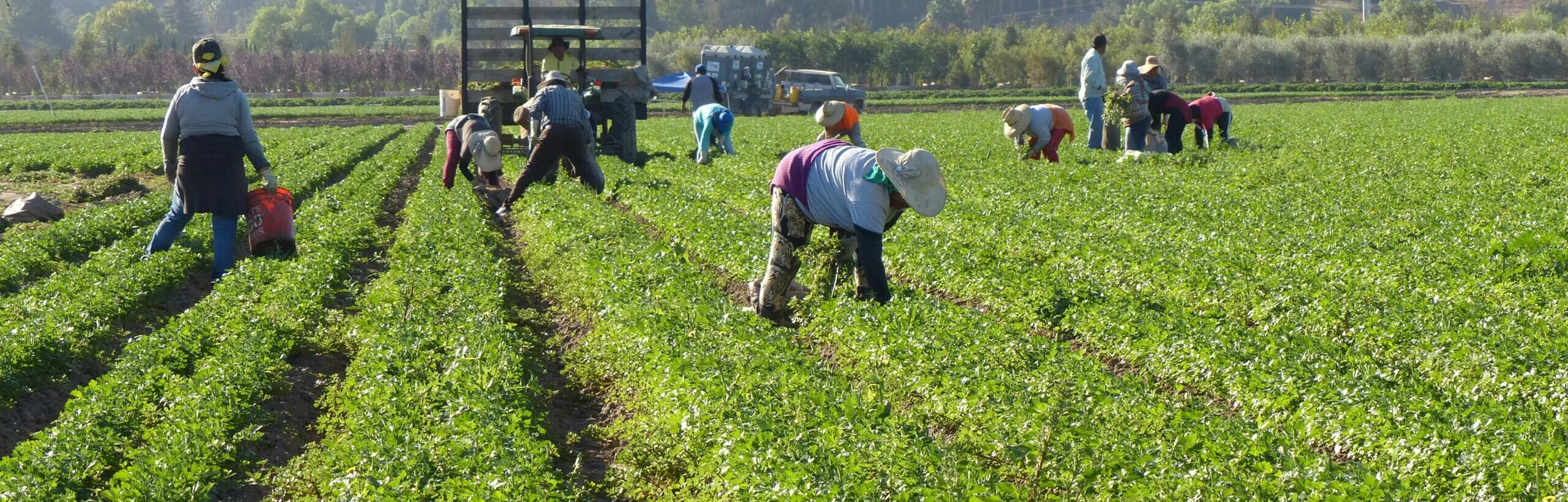 Wage Aggregation Issues under the Old and New AEWR Methodologies