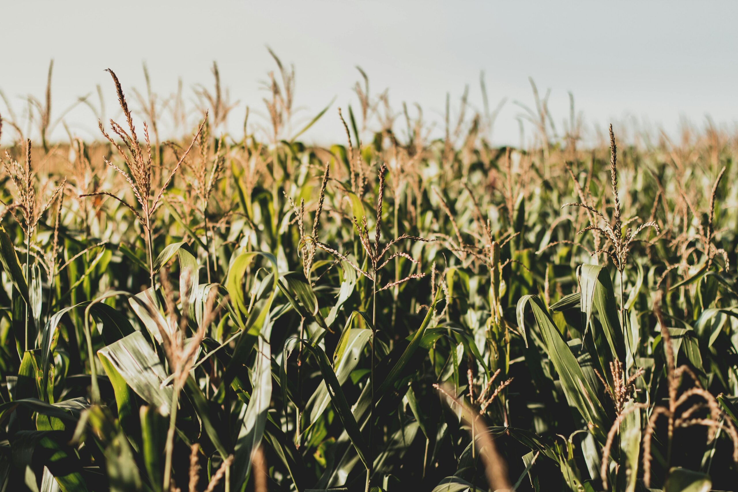 A New Futures Contract for the Sorghum-Corn Spread