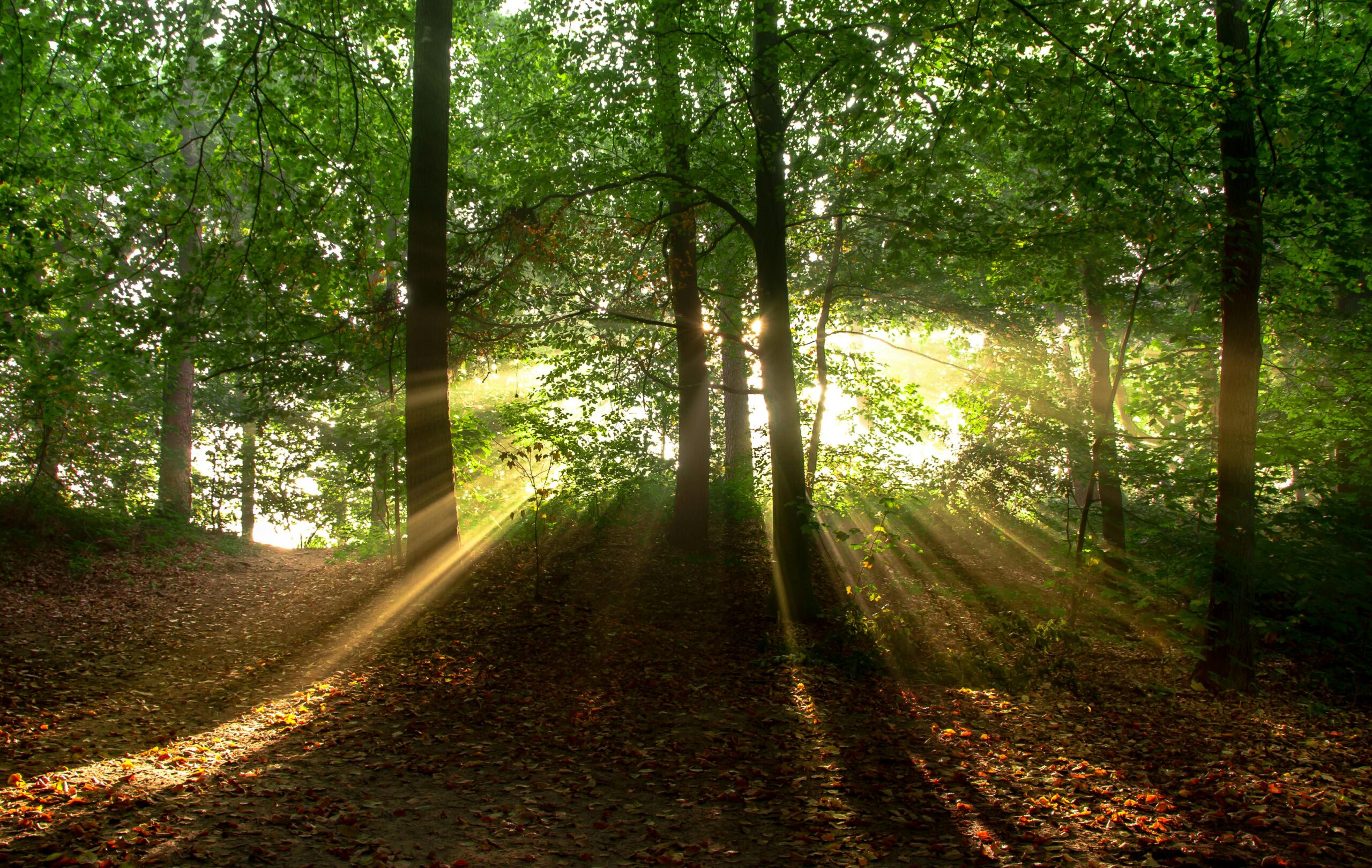 The European Deforestation Regulation and the Impact on Southern Agriculture