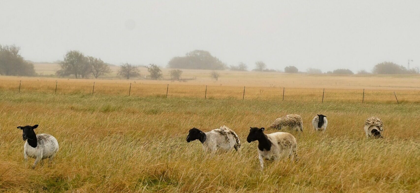 A Small Decline in Sheep Numbers