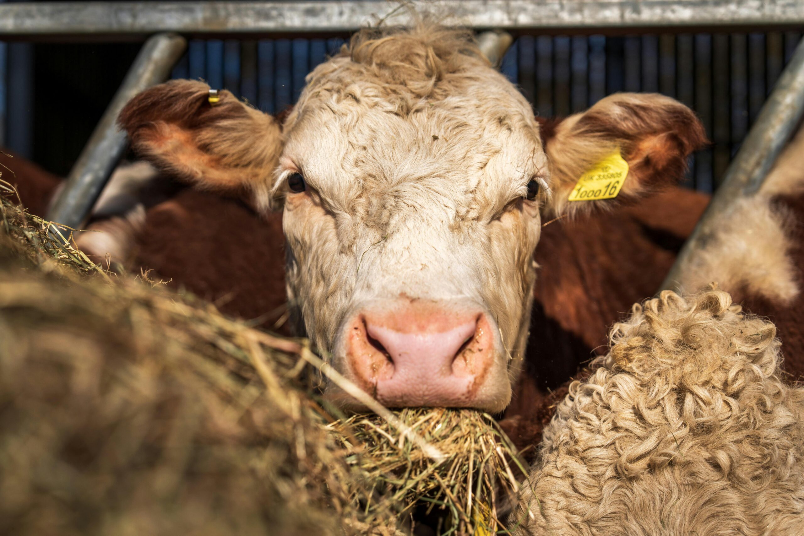 U.S. Beef Exports to China Bottleneck 