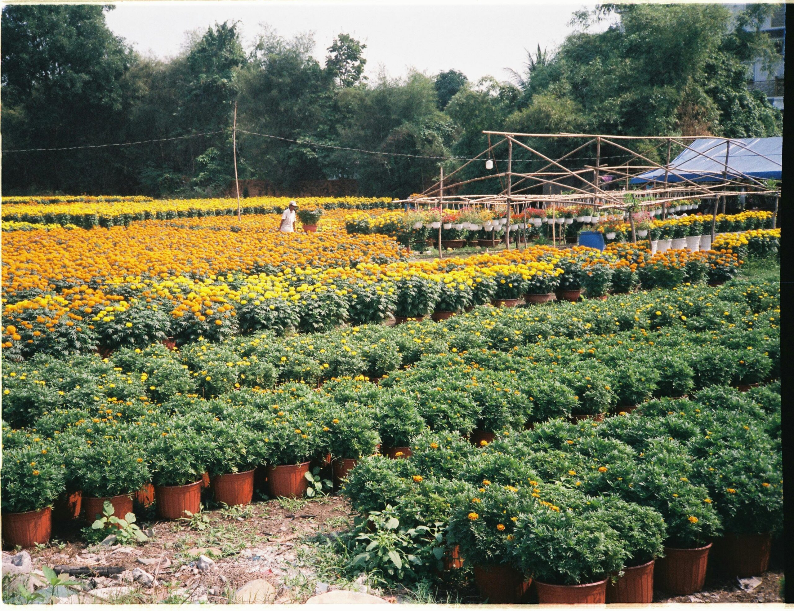 The Economic Contributions of the Southeast Region’s Green Industry 