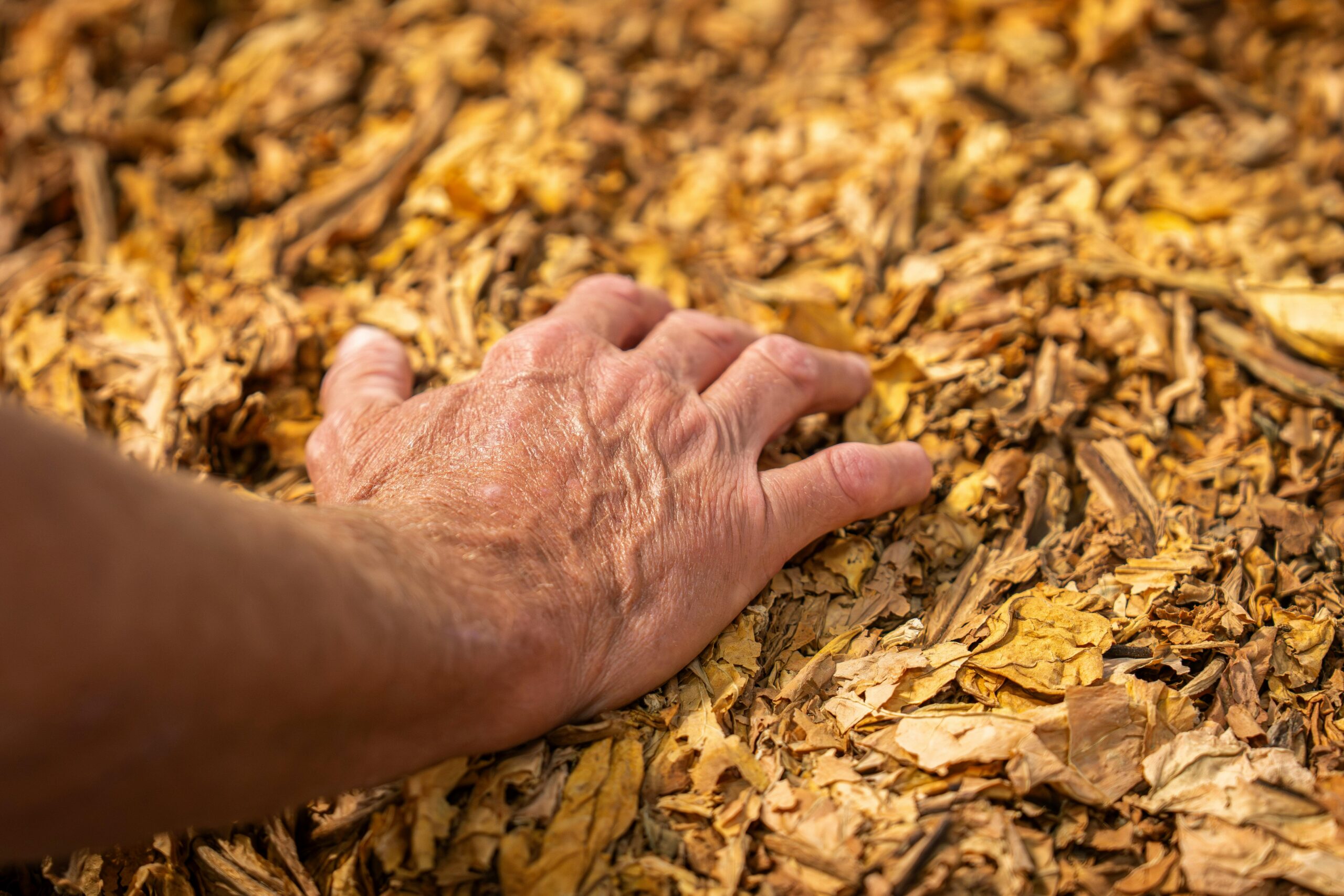 Is There a Future for Tobacco Farming?