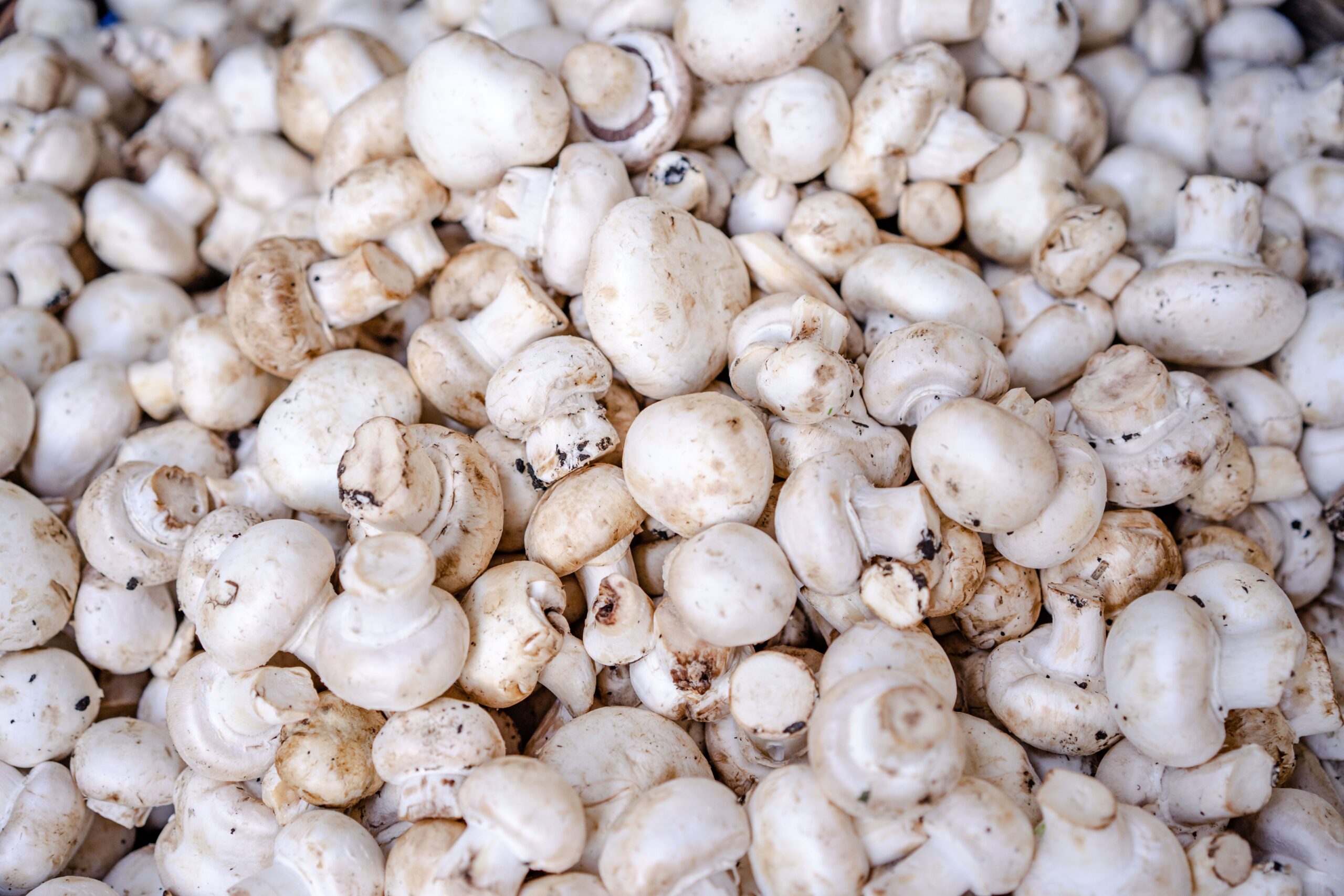 USITC Maintains Anti-Dumping Order on Fresh Mushrooms