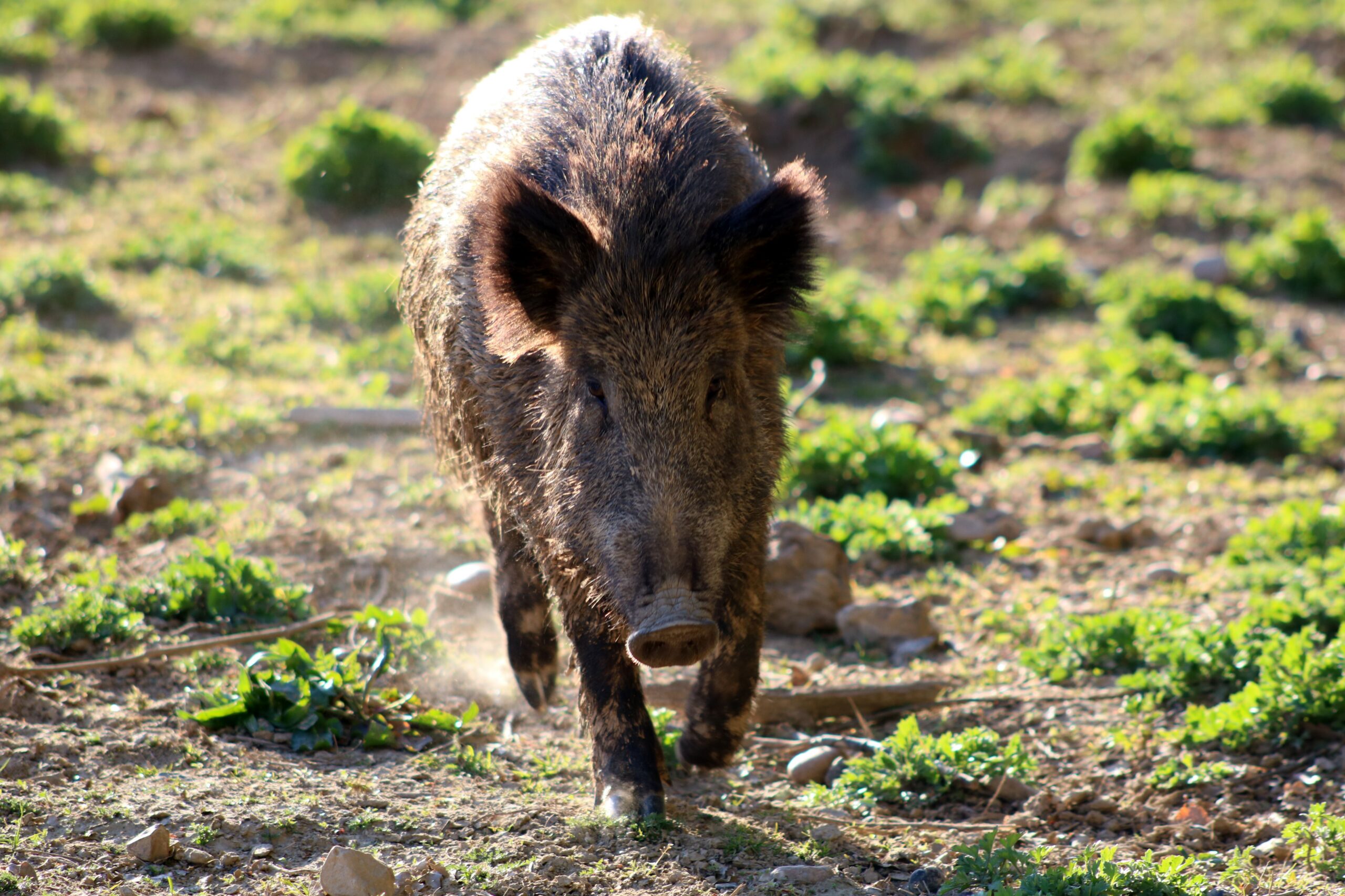 Feral Swine Eradication and Control Pilot Program Grant Applications